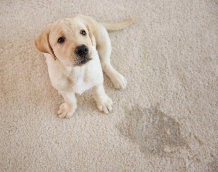 Enzyme based cleaners - Environmentally friendly cleaning products